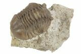 Asaphus Expansus Trilobite - Russia #191051-1